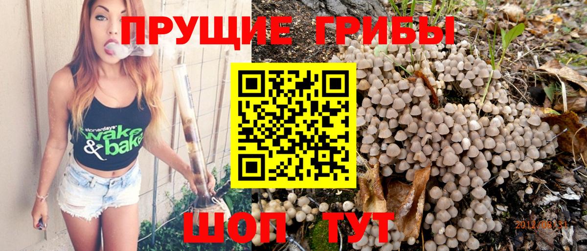 где купить наркоту  Вход с VPN  Вологда  Галлюциногенные грибы Psilocybine cubensis 